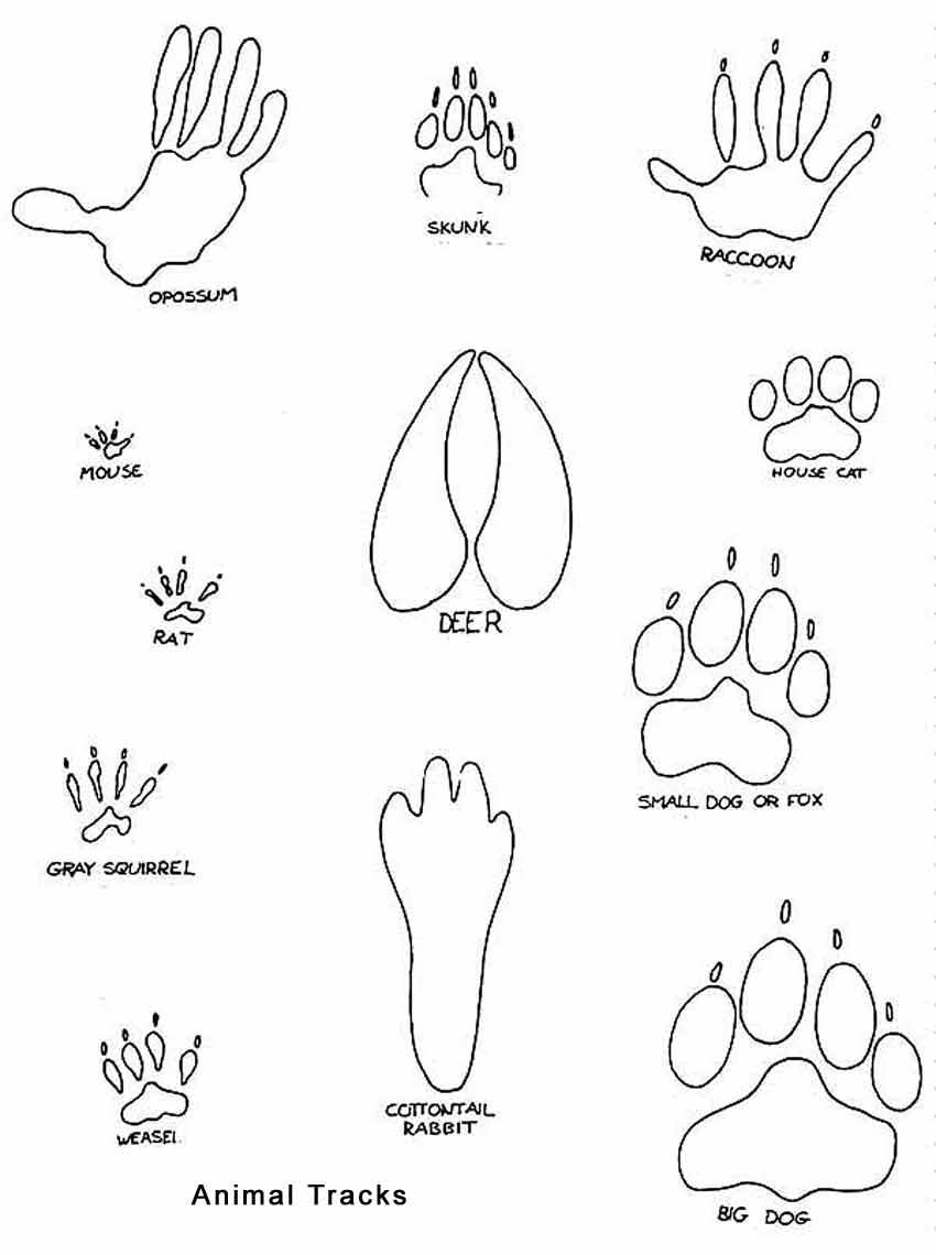 free clipart animal footprints - photo #37